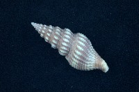 藏品(河村捲管螺)的圖片